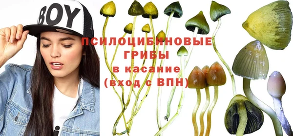 шишки Арсеньев